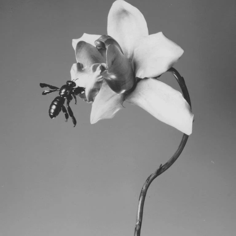 Orchid cabinet pulls - from wooden origins to bronze gems — Martin